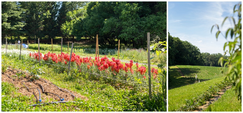 urbanrowphoto-butterbee-farm-1