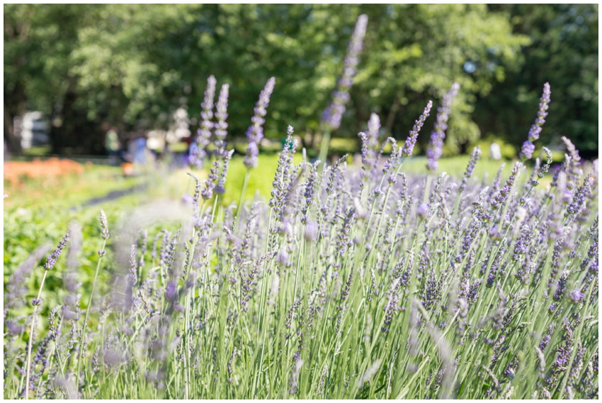 urbanrowphoto-butterbee-farm-3